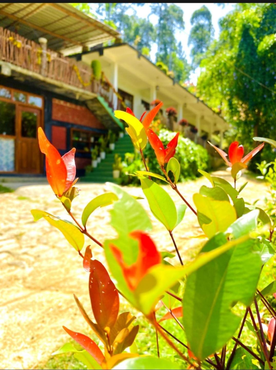 فندق Blissful Haven إيلا المظهر الخارجي الصورة