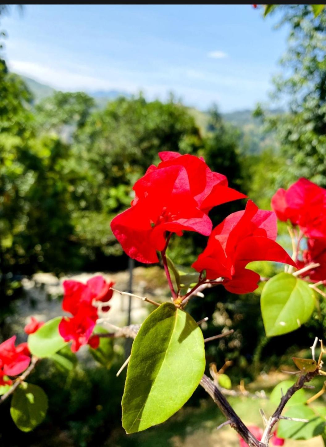 فندق Blissful Haven إيلا المظهر الخارجي الصورة