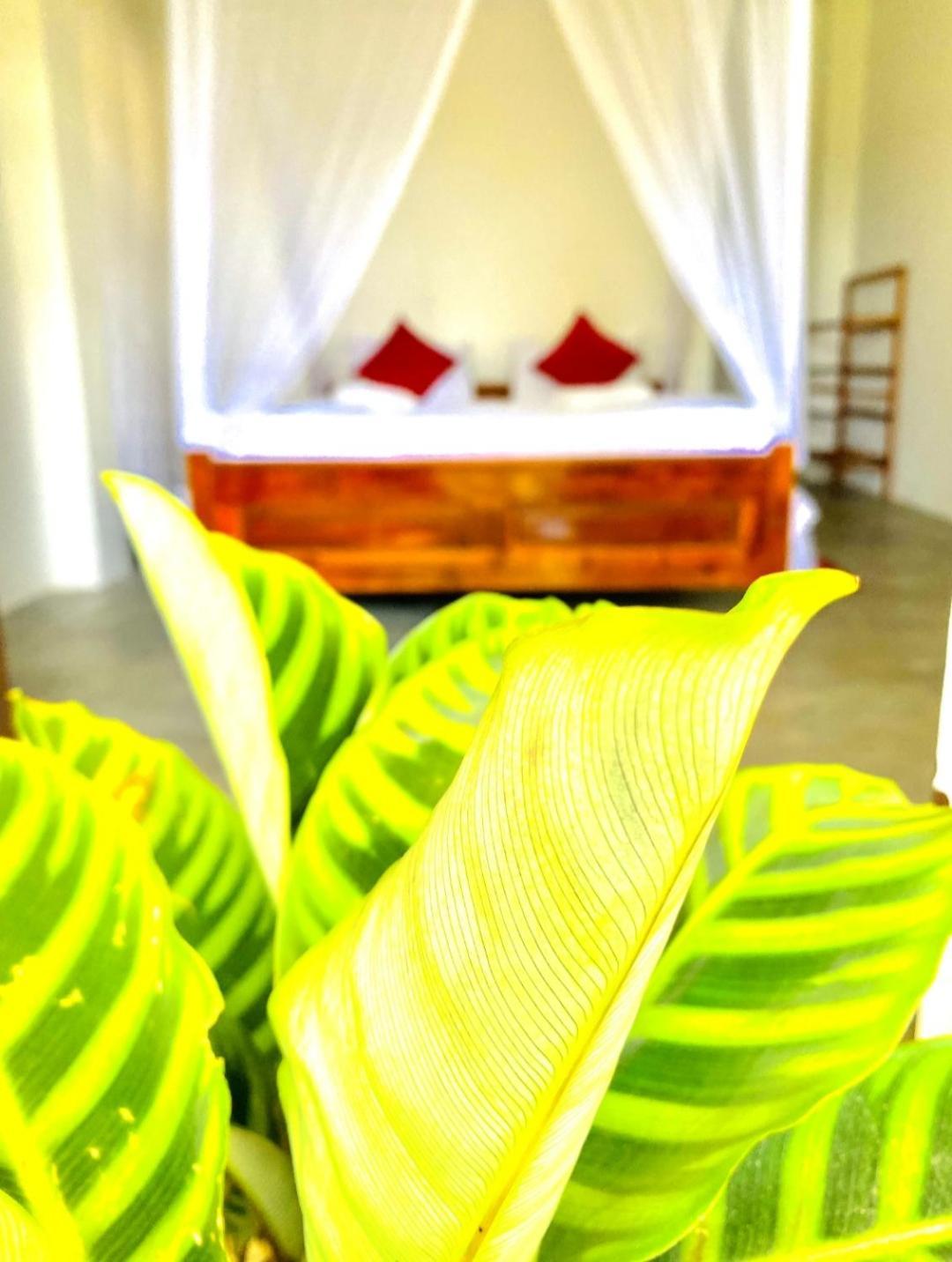 فندق Blissful Haven إيلا المظهر الخارجي الصورة